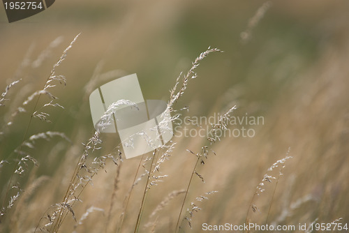 Image of wind in grass