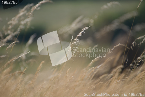 Image of wind in grass