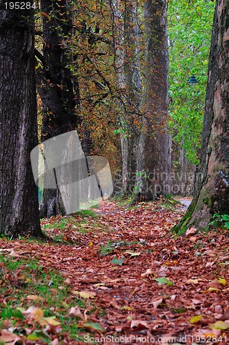 Image of long alley at fall autumn sesson