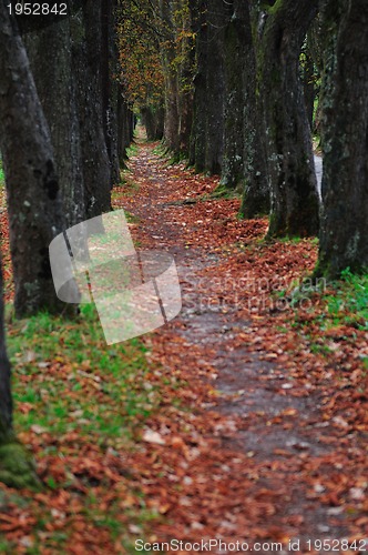 Image of long alley at fall autumn sesson