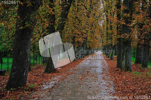 Image of long alley at fall autumn sesson