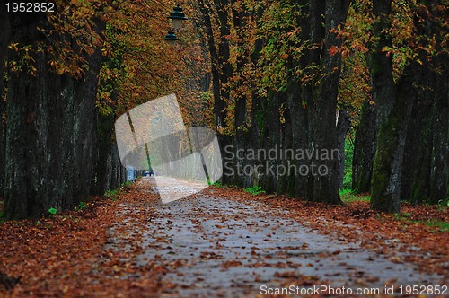 Image of long alley at fall autumn sesson