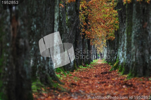 Image of long alley at fall autumn sesson