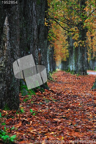 Image of long alley at fall autumn sesson