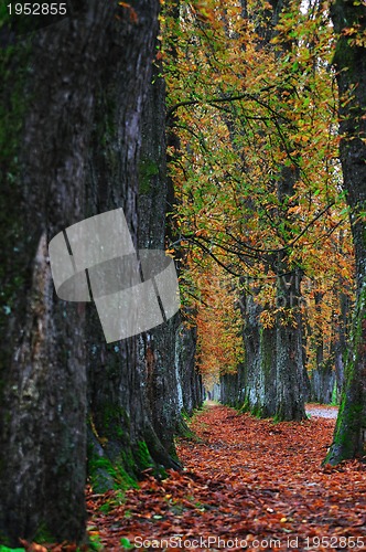 Image of long alley at fall autumn sesson