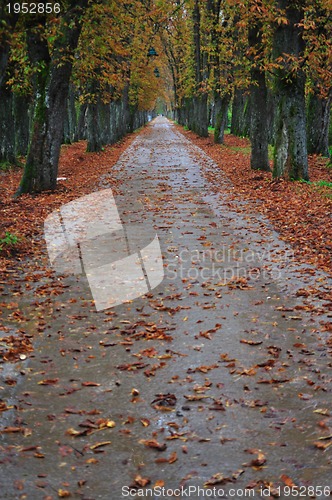 Image of long alley at fall autumn sesson