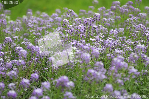 Image of purple flower background