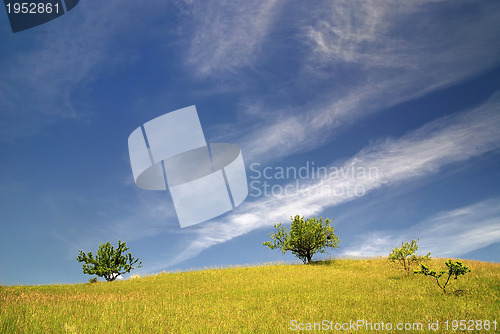 Image of tree on meadow at sunny day