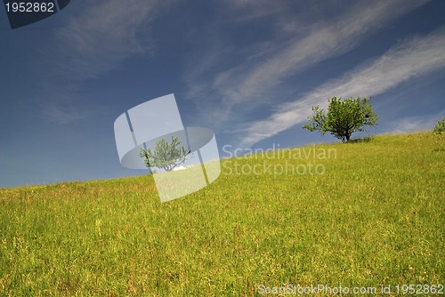 Image of tree on meadow at sunny day
