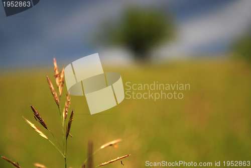 Image of meadow 