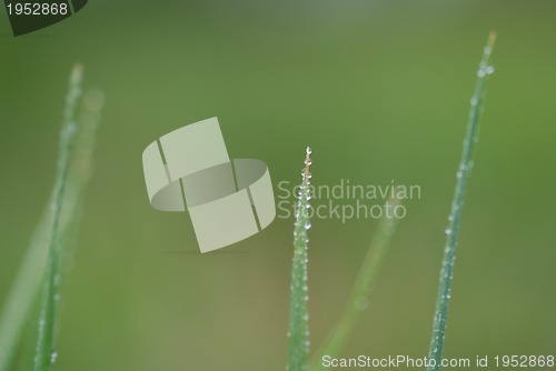 Image of dew drop on grass 