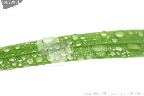 Image of dew drop on grass 