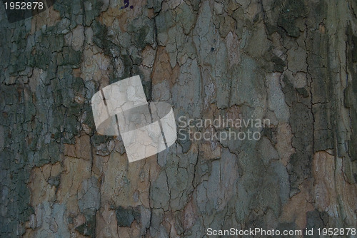 Image of tree bark