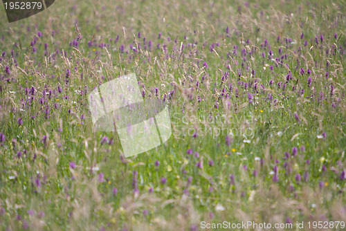 Image of wild flowers background