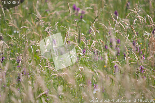 Image of wild flowers background