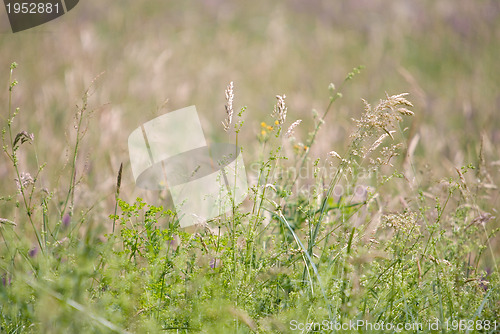 Image of wild flowers background