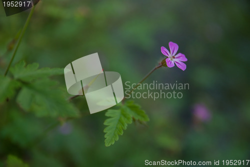 Image of pink flower 