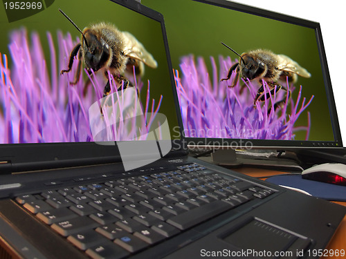 Image of bee macro on sharp dual display...