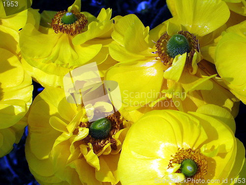 Image of Flowers and flowers