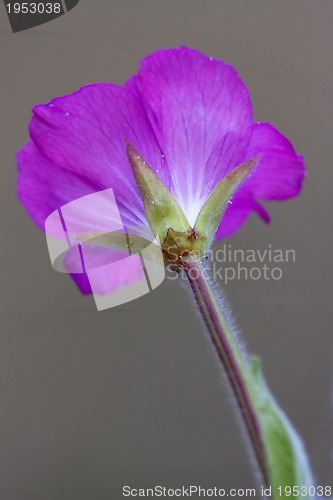 Image of rear of wild violet carnation
