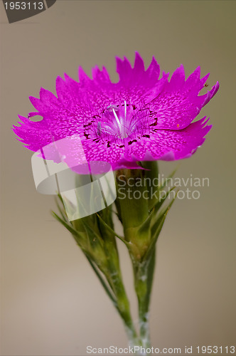Image of violet carnation  epilobium hirstum sylvestris