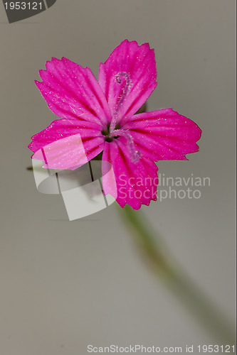 Image of wild violet carnation  epilobium parviflorum