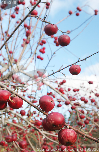 Image of Apple orchard