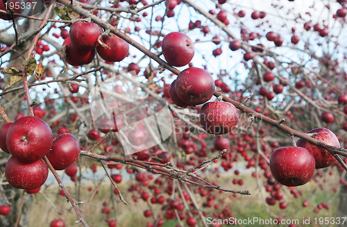 Image of Red apples