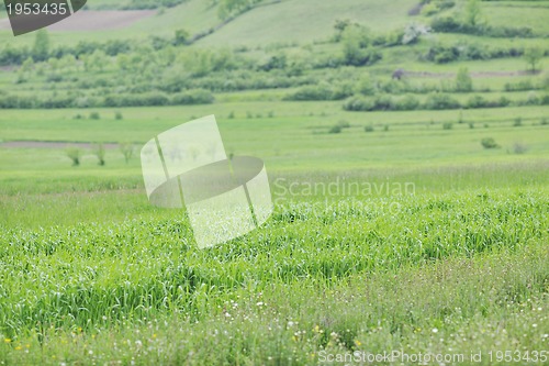 Image of green grass