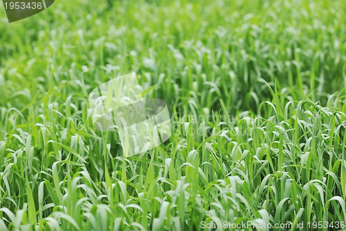 Image of green grass