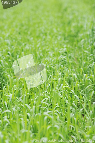 Image of green grass