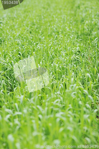 Image of green grass
