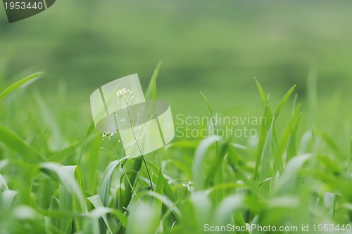 Image of green grass