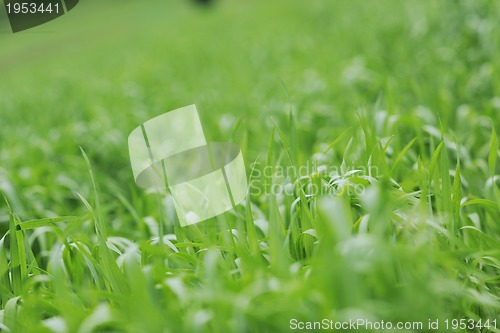 Image of green grass