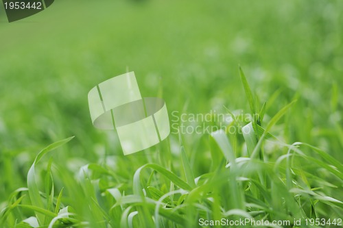 Image of green grass