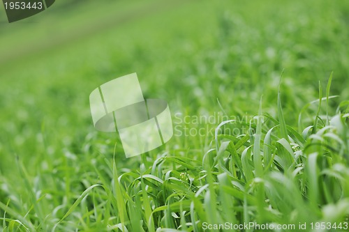 Image of green grass