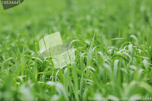 Image of green grass