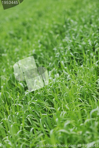 Image of green grass