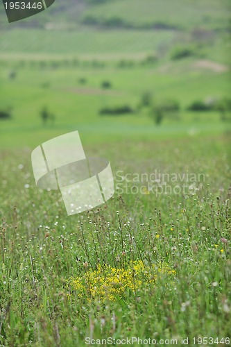 Image of green grass