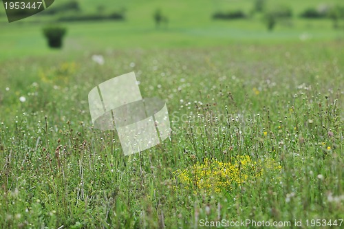 Image of green grass