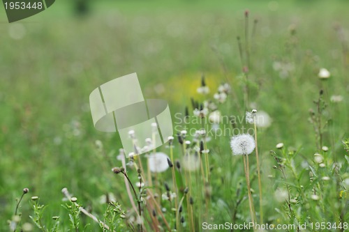 Image of green grass
