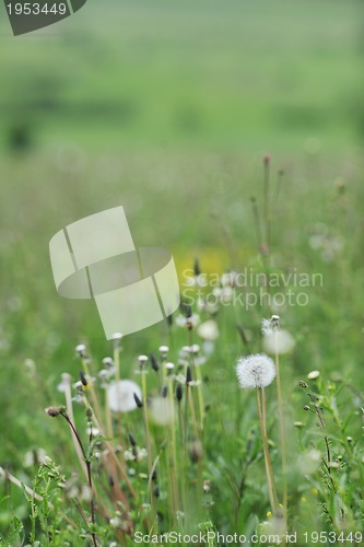 Image of green grass