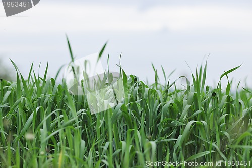 Image of green grass