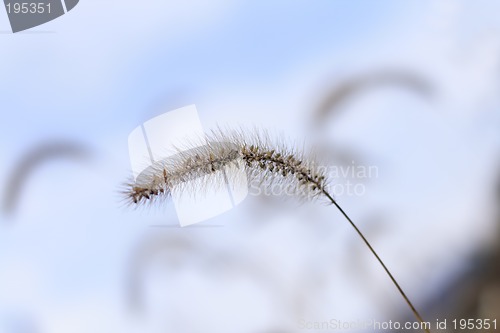 Image of Abstract field