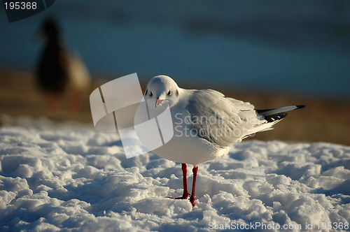 Image of Gull