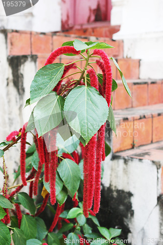 Image of Plant native to Thailand