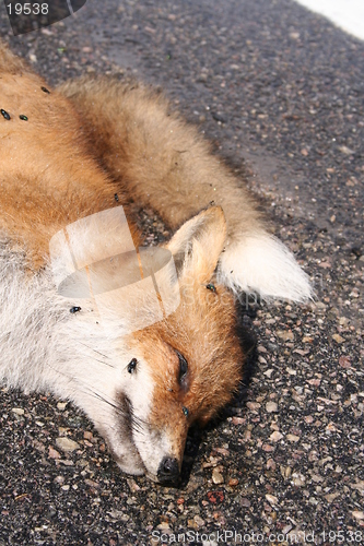 Image of Dead fox