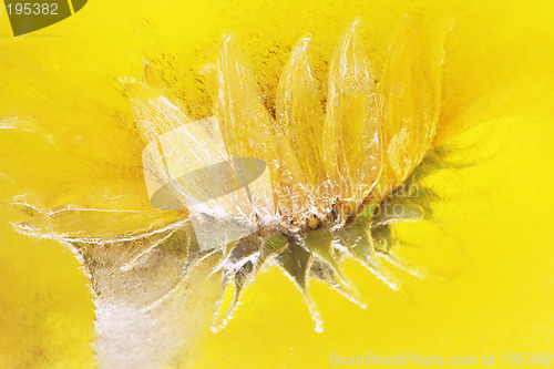 Image of Frozen sunflower