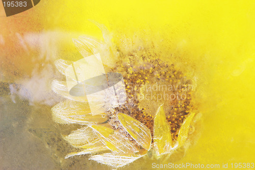 Image of Sunflower frozen