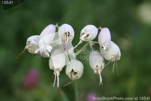 Image of Flowers